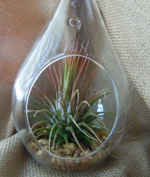10 Pack of Hanging Clear Glass Tealight Candle Holder Tear Drop Pear Shape 12cm High Terrarium Plant Mini Garden Holder Decor - Petal & Stem
