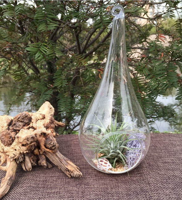 10 Pack of Hanging Clear Glass Tealight Candle Holder Tear Drop Pear Shape 12cm High Terrarium Plant Mini Garden Holder Decor - Petal & Stem