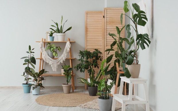 <h3>Design Your Space With Greenery!</h3>