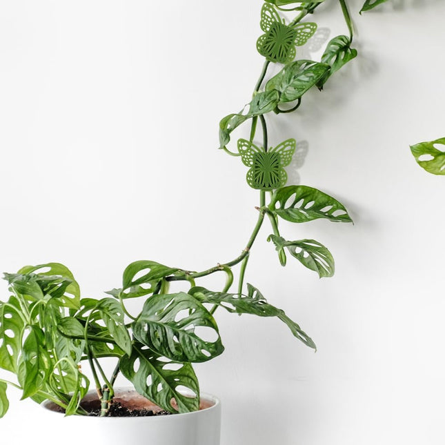 30 Green Butterfly Leaf Plant Clips Invisible Wall Plant Support Hooks Vinyl Cross Brackets for Indoor Outdoor Climbing Plants - Petal & Stem