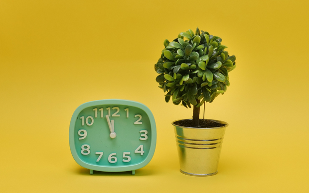 <h3>Beautiful Trees To Brighten your Space</h3>