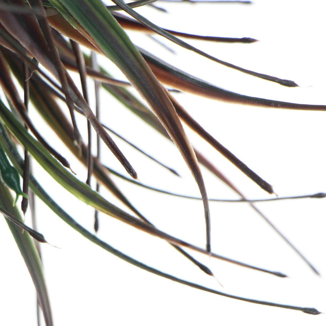 Artificial Brown Tipped Grass Plant UV Resistant 35cm - Petal & Stem