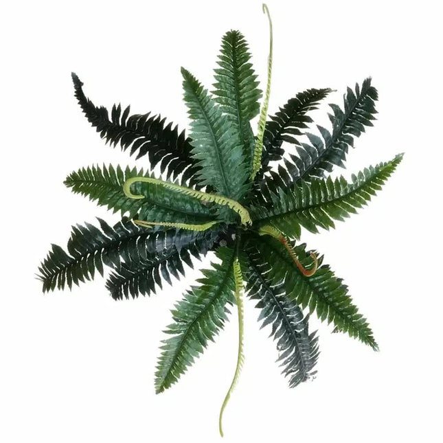 Artificial Dark Green Boston Fern 60cm - Petal & Stem