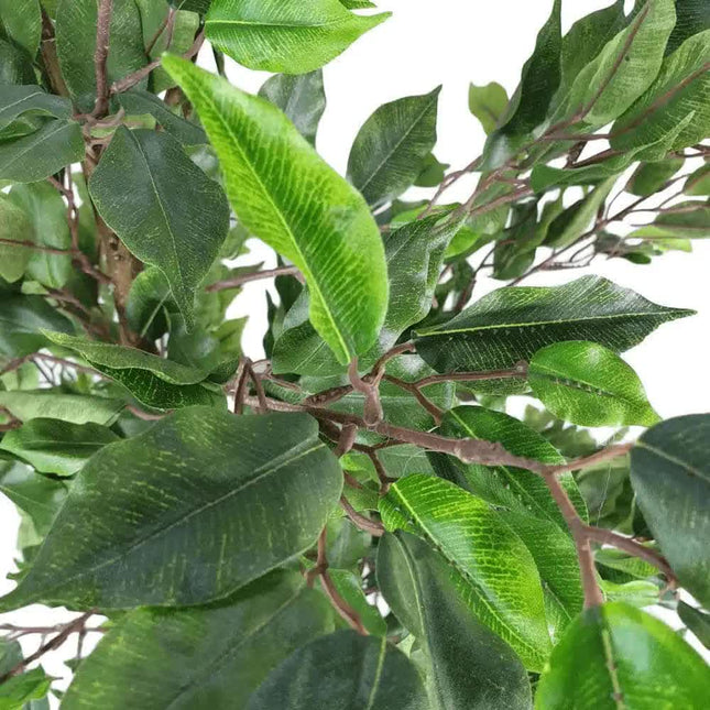 Artificial Potted Ficus Tree 160cm - Petal & Stem
