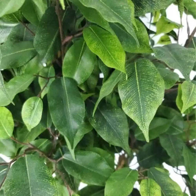 Artificial Potted Ficus Tree 160cm - Petal & Stem