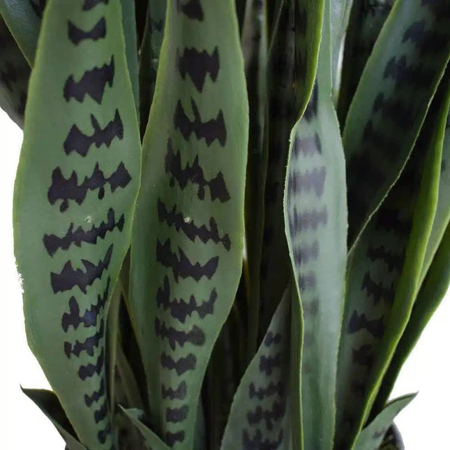 Artificial Snake Plant Sansevieria UV Resistant 90cm - Petal & Stem