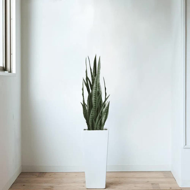 Artificial Snake Plant Sansevieria UV Resistant 90cm - Petal & Stem
