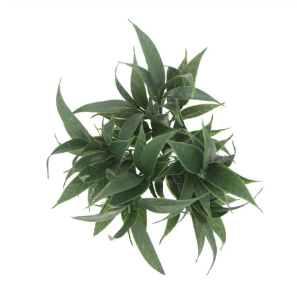 Dark Green Tipped Willow Oak Stem UV Resistant 30cm - Petal & Stem