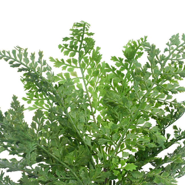 Faux Maden Hair Fern Stem 40cm - Petal & Stem