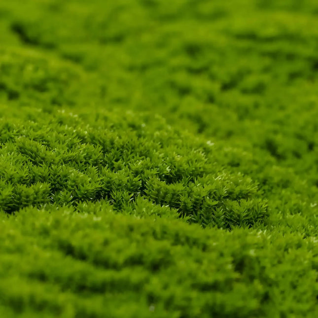 Fresh Natural Green Artificial Moss / Green Wall UV Resistant 1m x 1m - Petal & Stem