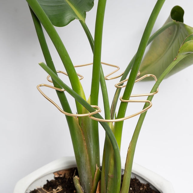 Gold Indoor Plant Stand for Climbing Plants Plant Support Holder - Petal & Stem