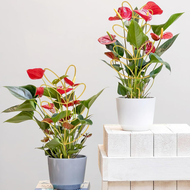 Plant Support Climbing Plants Leaf Shaped Plant Climbing Rack Decorative Plant Pole for Indoor Use Includes 20 Tie Straps Green - Petal & Stem