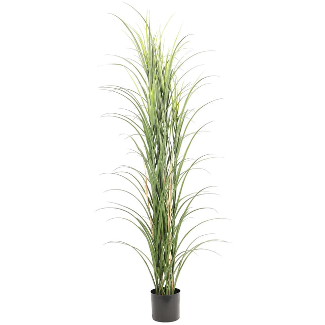 Premium Potted Artificial Long Grass (Yucca Grass / Reed Grass) 180cm UV Resistant - Petal & Stem