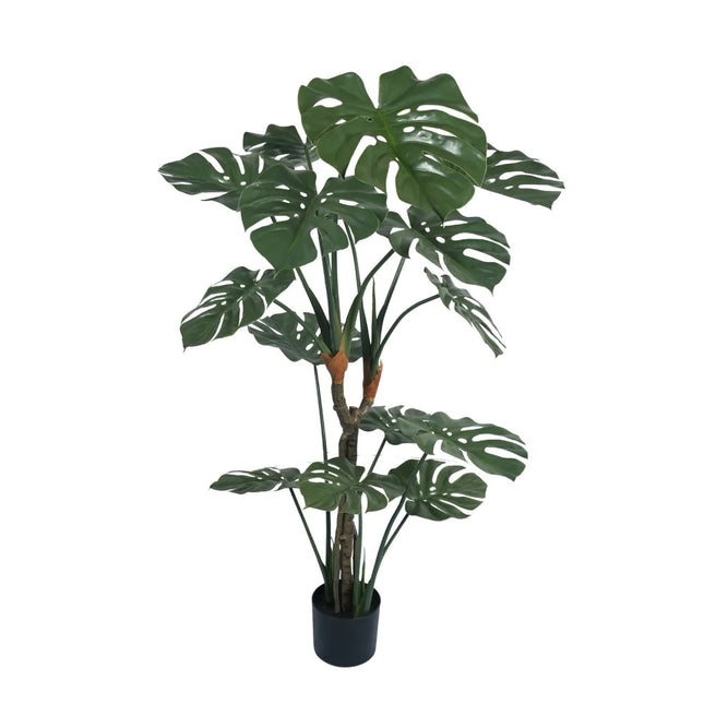 Premium Potted Monstera Split Leaf 150cm UV Resistant - Petal & Stem