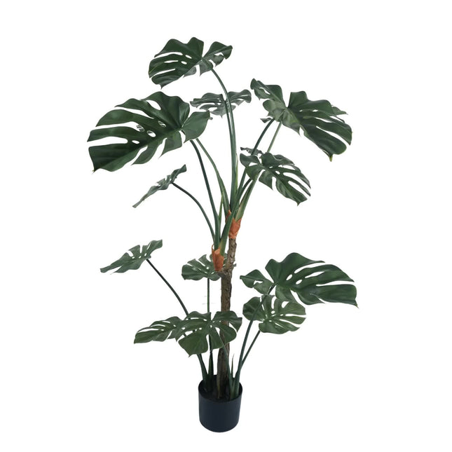 Premium Potted Monstera Split Leaf 150cm UV Resistant - Petal & Stem