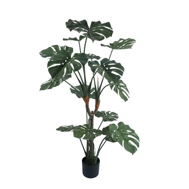 Premium Potted Monstera Split Leaf 150cm UV Resistant - Petal & Stem