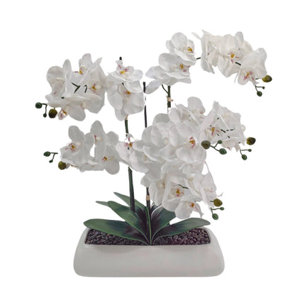 White Orchid In Rectangle Ceramic Pot 56x61cm - Petal & Stem